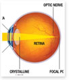 How the human Eye works