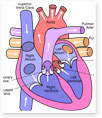 Parts of Heart