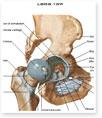 Hip Joint (Opened)