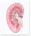Kidney cross-secction