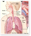 Lungs Function